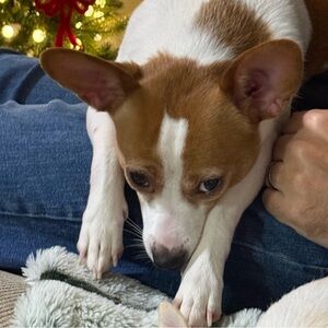 Meet your Posher, Bobbie